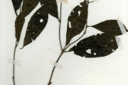 <strong>Rubiaceae - Rothmannia - Rothmannia urcelliformis (Hiern) Bullock ex Robyns</strong><br />© hnb