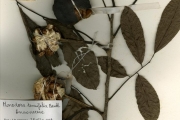 <strong>Annonaceae - Monodora - Monodora tenuifolia Benth.</strong><br />© hnb