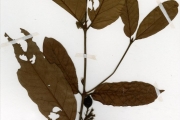 <strong>Rubiaceae - Oxyanthus - Oxyanthus racemosus (Schumach. & Thonn.) Keay</strong><br />© hnb
