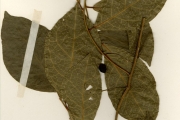 <strong>Icacinaceae - Neostachyanthus - Stachyanthus occidentalis (Keay & J. Miège) Boutique</strong><br />© hnb