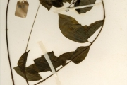 <strong>Apocynaceae - Landolphia - Landolphia owariensis P.Beauv.</strong><br />© hnb