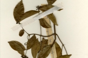 <strong>Loganiaceae - Strychnos - Strychnos soubrensis Hutch. & Dalziel</strong><br />© hnb