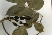 <strong>Leguminosae-Papilionoideae - Angylocalyx - Angylocalyx oligophyllus (Baker) Baker.f.</strong><br />© hnb