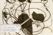 <strong>Menispermaceae - Dioscoreophyllum - Dioscoreophyllum cumminsii (Stapf) Diels</strong><br />© hnb