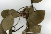 <strong>Annonaceae - Monanthotaxis - Monanthotaxis whytei (Stapf) Verdc.</strong><br />© hnb