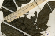 <strong>Rubiaceae - Tarenna - Tarenna bipindensis (K.Schum.) Bremek.</strong><br />© hnb