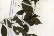 <strong>Rubiaceae - Tarenna - Tarenna bipindensis (K.Schum.) Bremek.</strong><br />© hnb