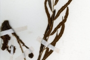 <strong>Lomariopsidaceae - Lomariopsis - Lomariopsis guineensis (Underw.) Alston</strong><br />© hnb