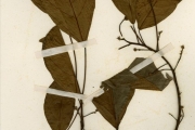 <strong>Euphorbiaceae - Macaranga - Macaranga barteri Müll.Arg.</strong><br />© hnb