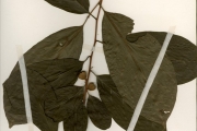 <strong>Ebenaceae - Diospyros - Diospyros monbuttensis Gürke</strong><br />© hnb