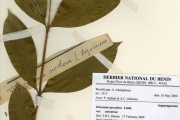 <strong>Asparagaceae - Dracaena - Dracaena surculosa Lindl. var. surculosa</strong><br />© hnb