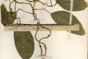 <strong>Araceae - Culcasia - Culcasia scandens P.Beauv.</strong><br />© hnb