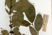 <strong>Rubiaceae - Tricalysia - Tricalysia reflexa Hutch.</strong><br />© hnb