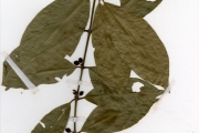 <strong>Rubiaceae - Tricalysia - Tricalysia reflexa Hutch.</strong><br />© hnb