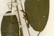 <strong>Marantaceae - Marantochloa - Marantochloa purpurea (Ridl.) Milne-Redh.</strong><br />© hnb