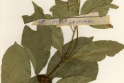 <strong>Apocynaceae - Pleiocarpa - Pleiocarpa pycnantha (K.Schum.) Stapf</strong><br />© hnb