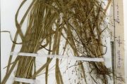 <strong>Poaceae - Eragrostis - Eragrostis aspera (Jacq.) Nees</strong><br />© hnb