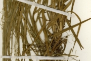 <strong>Poaceae - Eragrostis - Eragrostis aspera (Jacq.) Nees</strong><br />© hnb