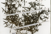 <strong>Rubiaceae - Oldenlandia - Oldenlandia corymbosa L.</strong><br />© hnb