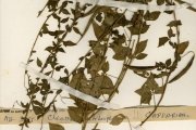 <strong>Capparidaceae - Cleome - Cleome rutidosperma DC.</strong><br />© hnb