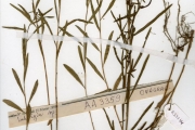 <strong>Onagraceae - Ludwigia - Ludwigia octovalvis (Jacq.) P.H.Raven subsp. brevisepala (Brenan) P.H.Raven</strong><br />© hnb