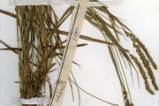 <strong>Poaceae - Eragrostis - Eragrostis ciliaris (L.) R.Br.</strong><br />© hnb