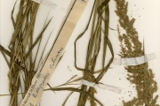 <strong>Poaceae - Eragrostis - Eragrostis ciliaris (L.) R.Br.</strong><br />© hnb