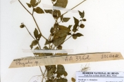 <strong>Solanaceae - Physalis - Physalis lagascae Roem. & Schult.</strong><br />© hnb