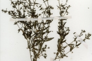 <strong>Rubiaceae - Oldenlandia - Oldenlandia corymbosa L.</strong><br />© hnb