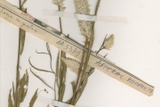 <strong>Amaranthaceae - Celosia - Celosia argentea L.</strong><br />© hnb