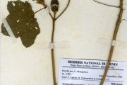 <strong>Malvaceae - Abelmoschus - Abelmoschus esculentus (L.) Moench</strong><br />© hnb