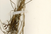 <strong>Cyperaceae - Fimbristylis - Fimbristylis pilosa Vahl</strong><br />© hnb