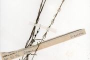 <strong>Scrophulariaceae - Sopubia - Sopubia ramosa (Hochst.) Hochst.</strong><br />© hnb