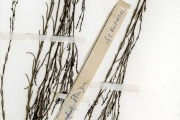 <strong>Scrophulariaceae - Striga - Sopubia ramosa (Hochst.) Hochst.</strong><br />© hnb
