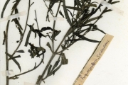 <strong>Scrophulariaceae - Striga - Striga hermonthica (Delile) Benth.</strong><br />© hnb