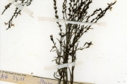 <strong>Scrophulariaceae - Striga - Striga bilabiata (Thunb.) Kuntze</strong><br />© hnb