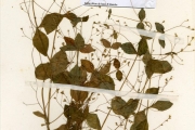 <strong>Lamiaceae - Englerastrum - Englerastrum schweinfurthii Briq.</strong><br />© hnb