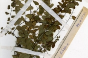 <strong>Adiantaceae - Adiantum - Adiantum philippense L.</strong><br />© hnb
