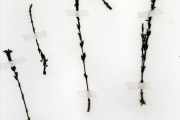 <strong>Scrophulariaceae - Striga - Striga gesnerioides (Willd.) Vatke</strong><br />© hnb