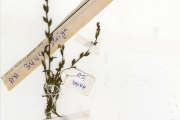 <strong>Scrophulariaceae - Striga - Striga asiatica (L.) Kuntze</strong><br />© hnb