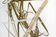 <strong>Poaceae - Setaria - Setaria longiseta P.Beauv.</strong><br />© hnb