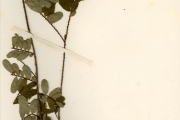 <strong>Euphorbiaceae - Phyllanthus - Phyllanthus welwitschianus Müll.Arg.</strong><br />© hnb