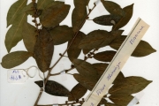 <strong>Moraceae - Ficus - Ficus thonningii Blume</strong><br />© hnb