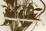 <strong>Apiaceae - Lefebvrea - Lefebvrea nigeriae H.Wolff</strong><br />© hnb