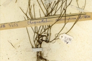 <strong>Asteraceae - Chrysanthellum - Chrysanthellum indicum DC. subsp. afroamericanum B.L.Turner var. afroamericanum</strong><br />© hnb