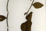 <strong>Tiliaceae - Triumfetta - Triumfetta lepidota K.Schum.</strong><br />© hnb