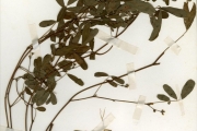 <strong>Leguminosae-Papilionoideae - Tephrosia - Tephrosia noctiflora Bojer ex Baker</strong><br />© hnb