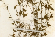 <strong>Scrophulariaceae - Torenia - Torenia thouarsii (Cham. & Schltdl.) Kuntze</strong><br />© hnb