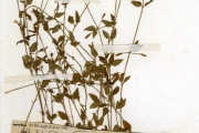 <strong>Scrophulariaceae - Torenia - Torenia thouarsii (Cham. & Schltdl.) Kuntze</strong><br />© hnb