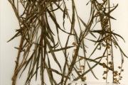 <strong>Polygalaceae - Polygala - Polygala multiflora Poir.</strong><br />© hnb